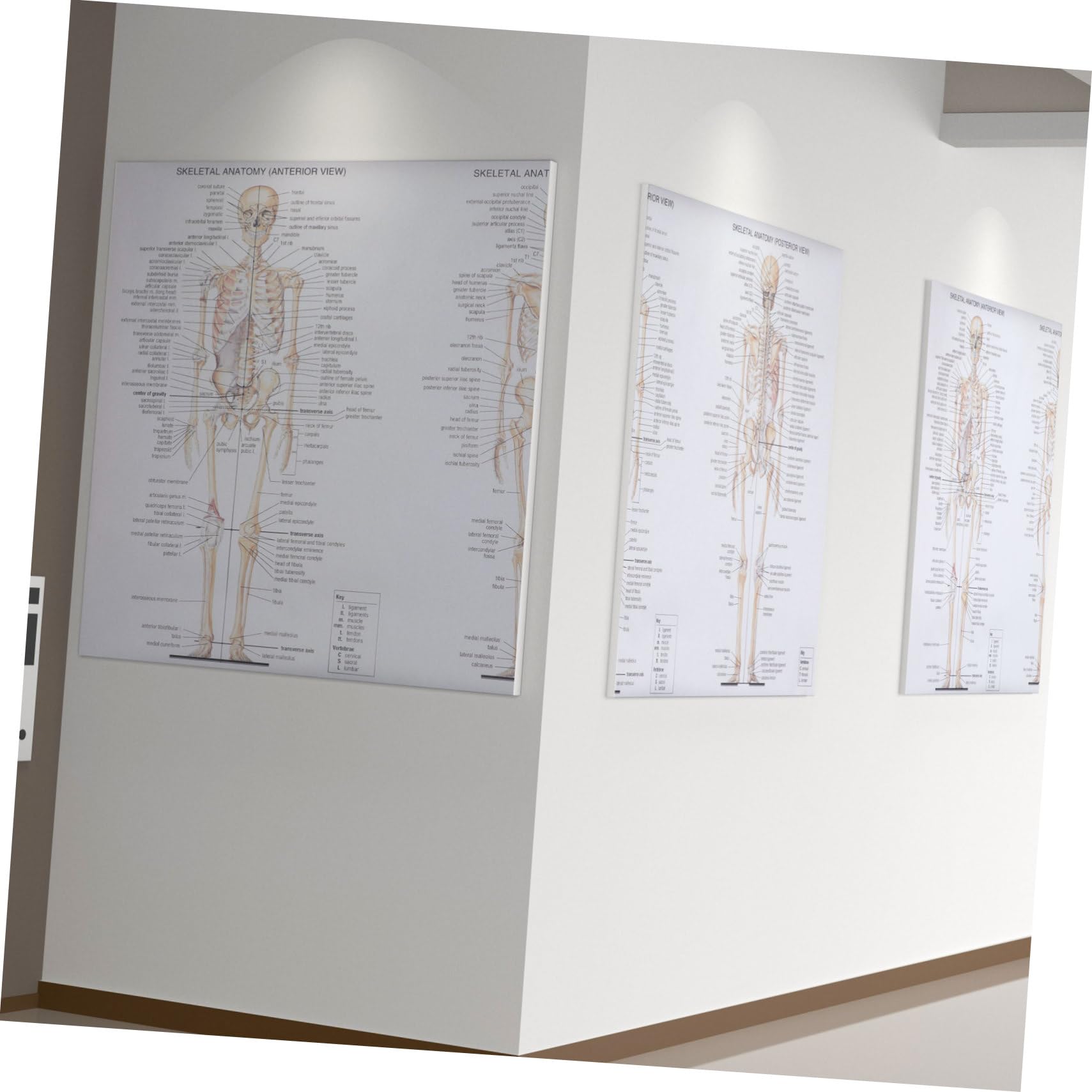 Amazon.co.jp: ROMISBABA 1個 ポスター 解剖用人体骨格モデル 心 脳